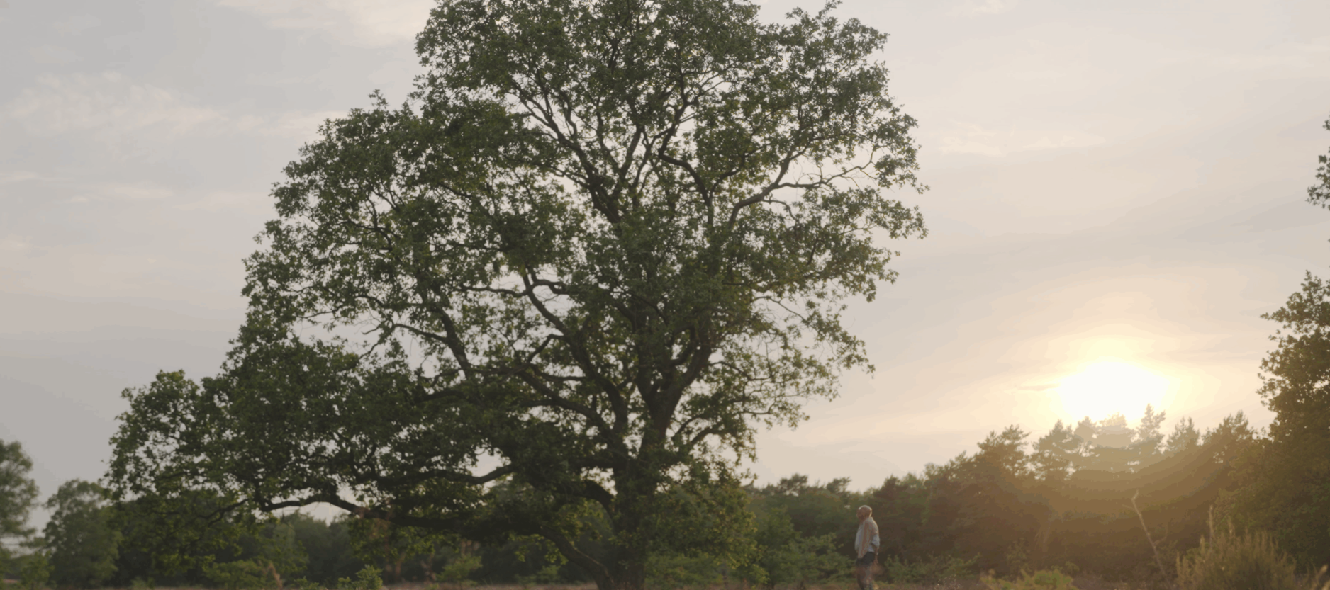 landschap met grote, groene boom en de zon die opkomt