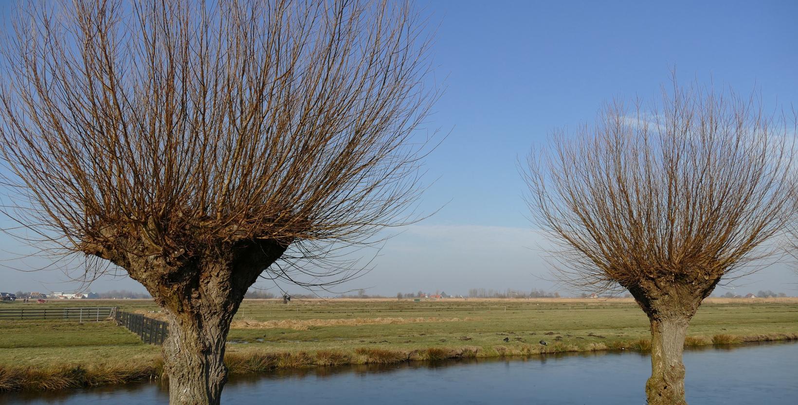 twee knotwilgen langs het water, met op de achtergrond uitgestrekt weiland. De wilgen hebben lange kale takken.