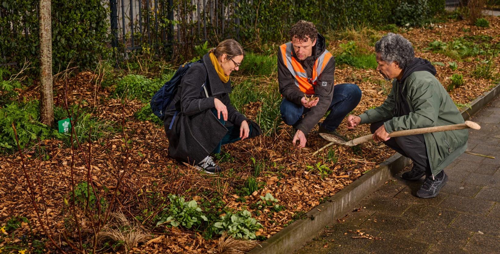 Op de foto drie mensen gehurkt in een perk met planten. De bodem van de perk is bedekt met houtsnippers.