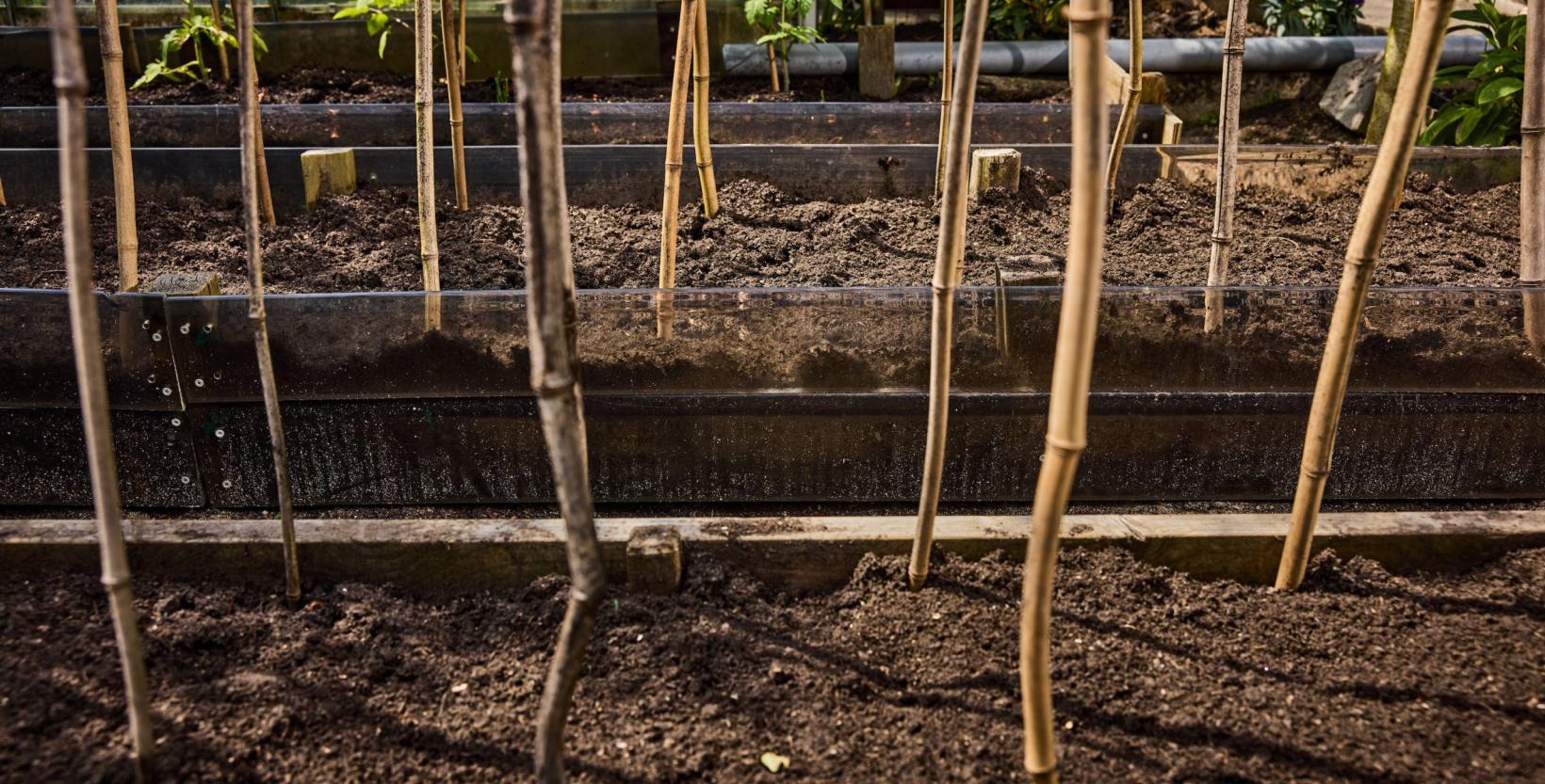 tiental stelen van jonge plantjes, die groeien langs een bamboestok