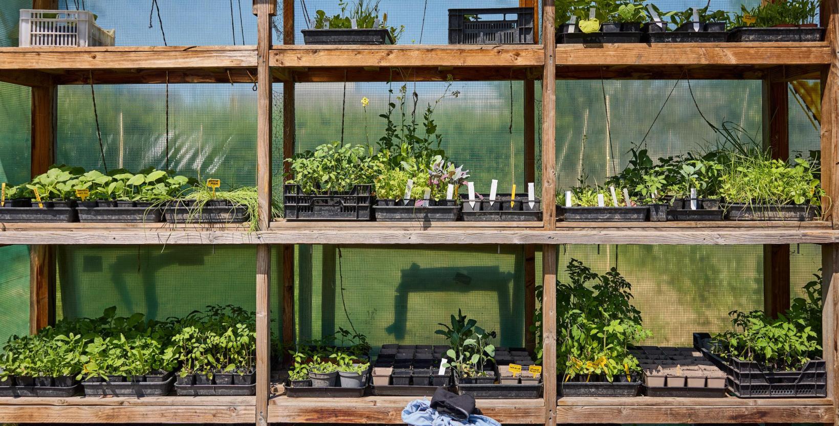 houten kast vol met groene stekjes, in plastic potjes