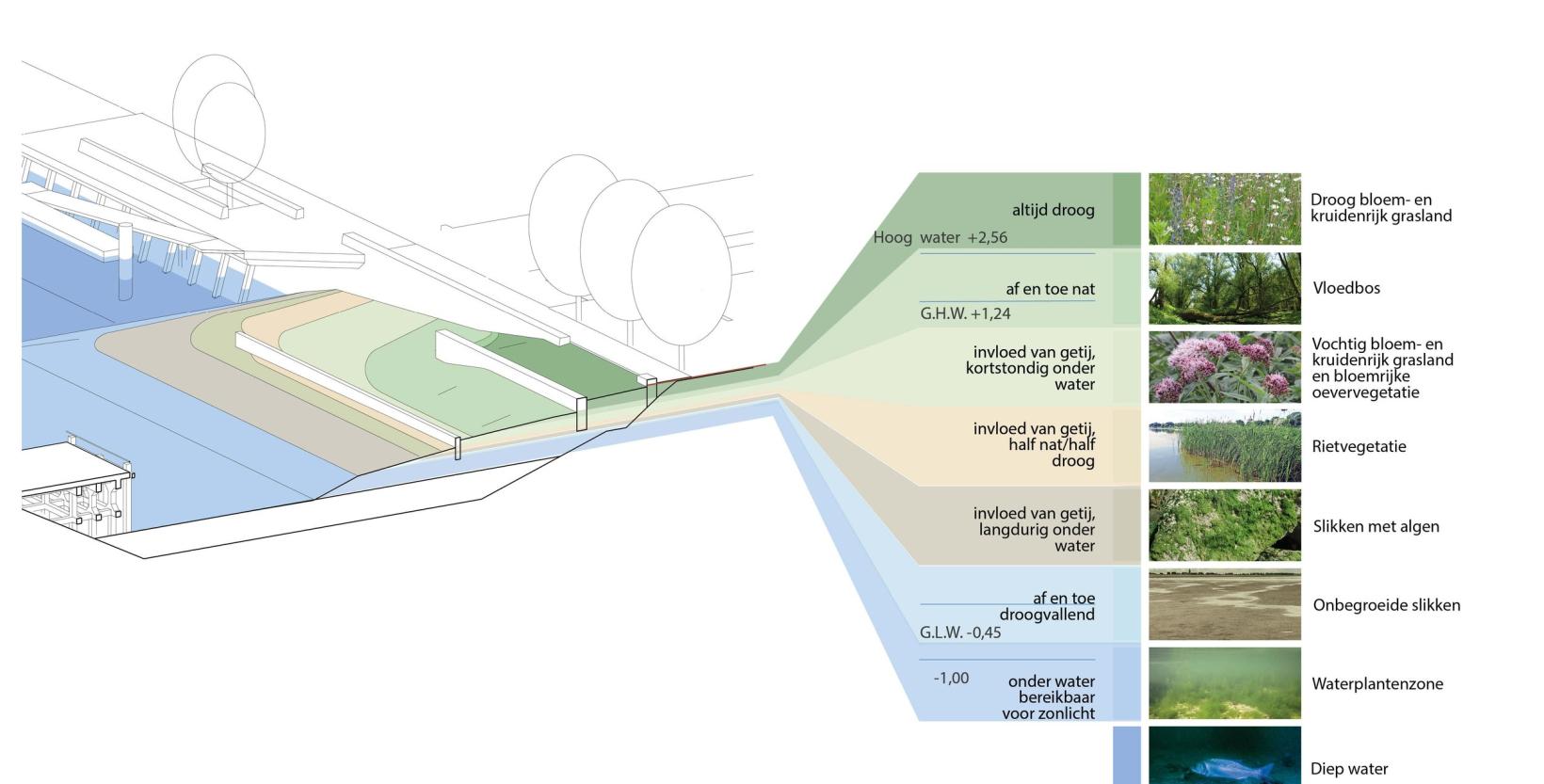 Ontwerptekening De Urbanisten met een zijaanzicht van het Getijdenpark met daarnaast een overzicht van de verschillende stadia en bijbehorende vegetatie