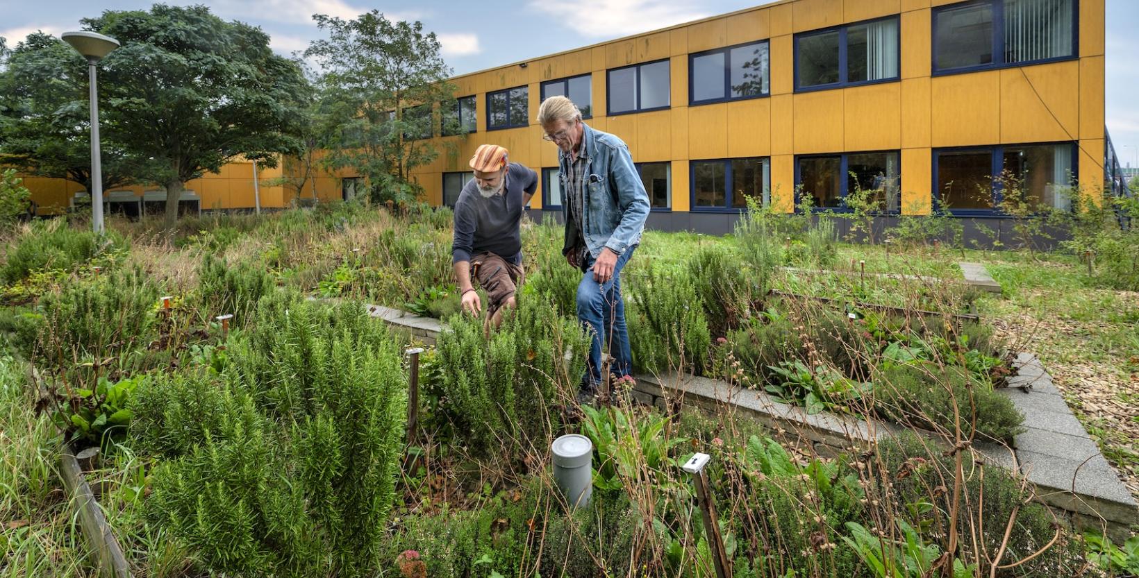 Twee mensen bekijken de planten en proefvakken in de circulaire proeftuin naast het Veldlab.