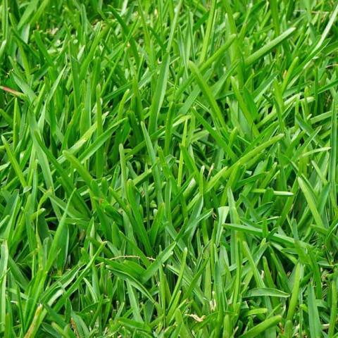 gras